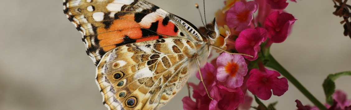 martina misar tummeltshammer 233187 v3