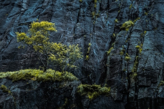 tree on mountain